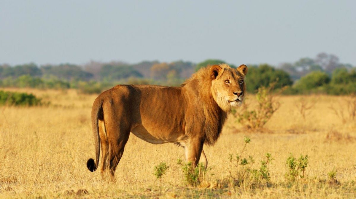 Read more about the article Safari Travel Tips & Seasonal Guide