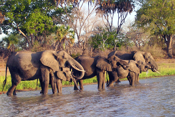 Read more about the article Best Safari Destinations for 2026